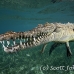 crocodile_american_chiq_jar_h_0767_cub3789.jpg